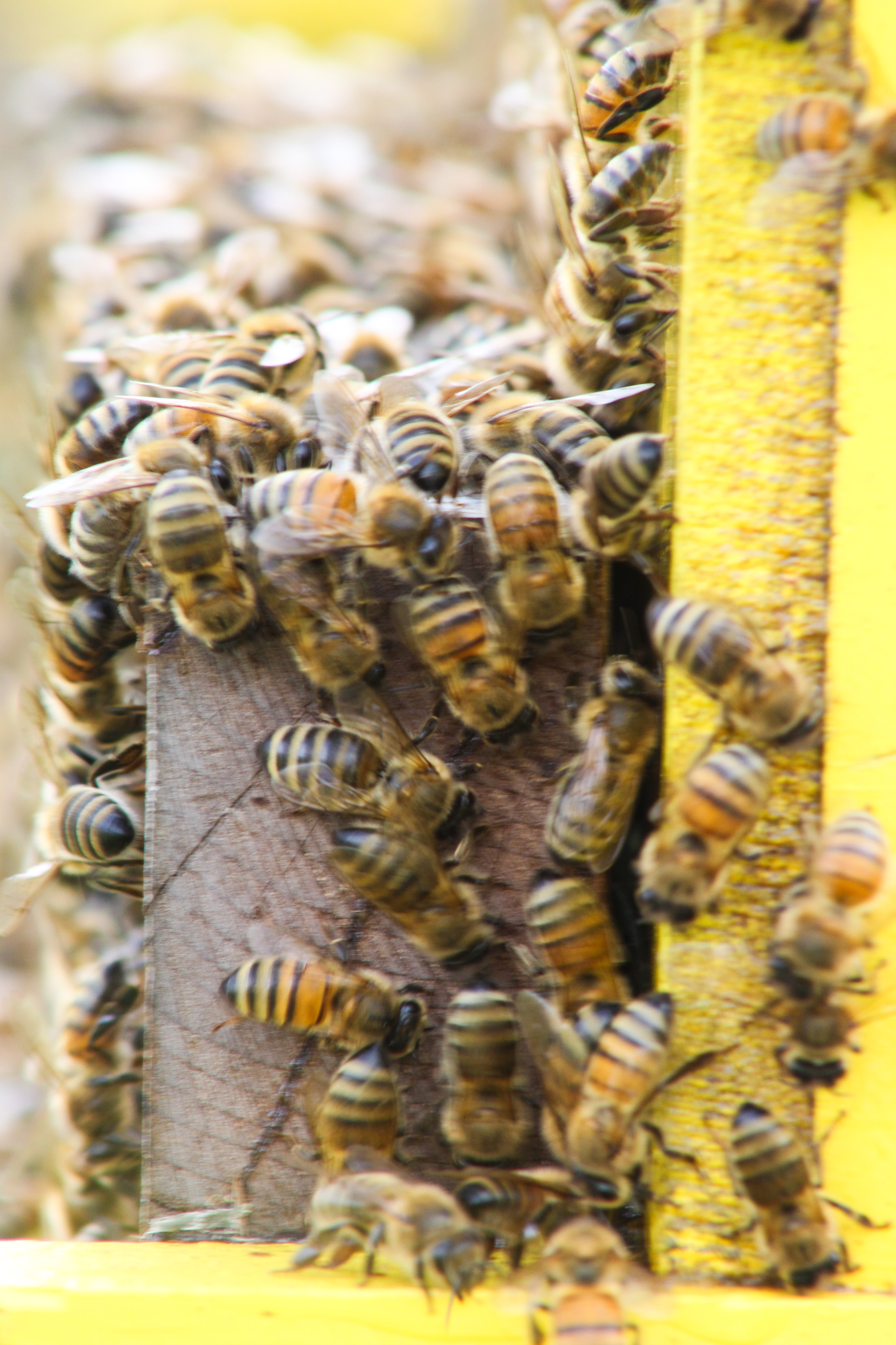 Close up of bee hive at the meadery